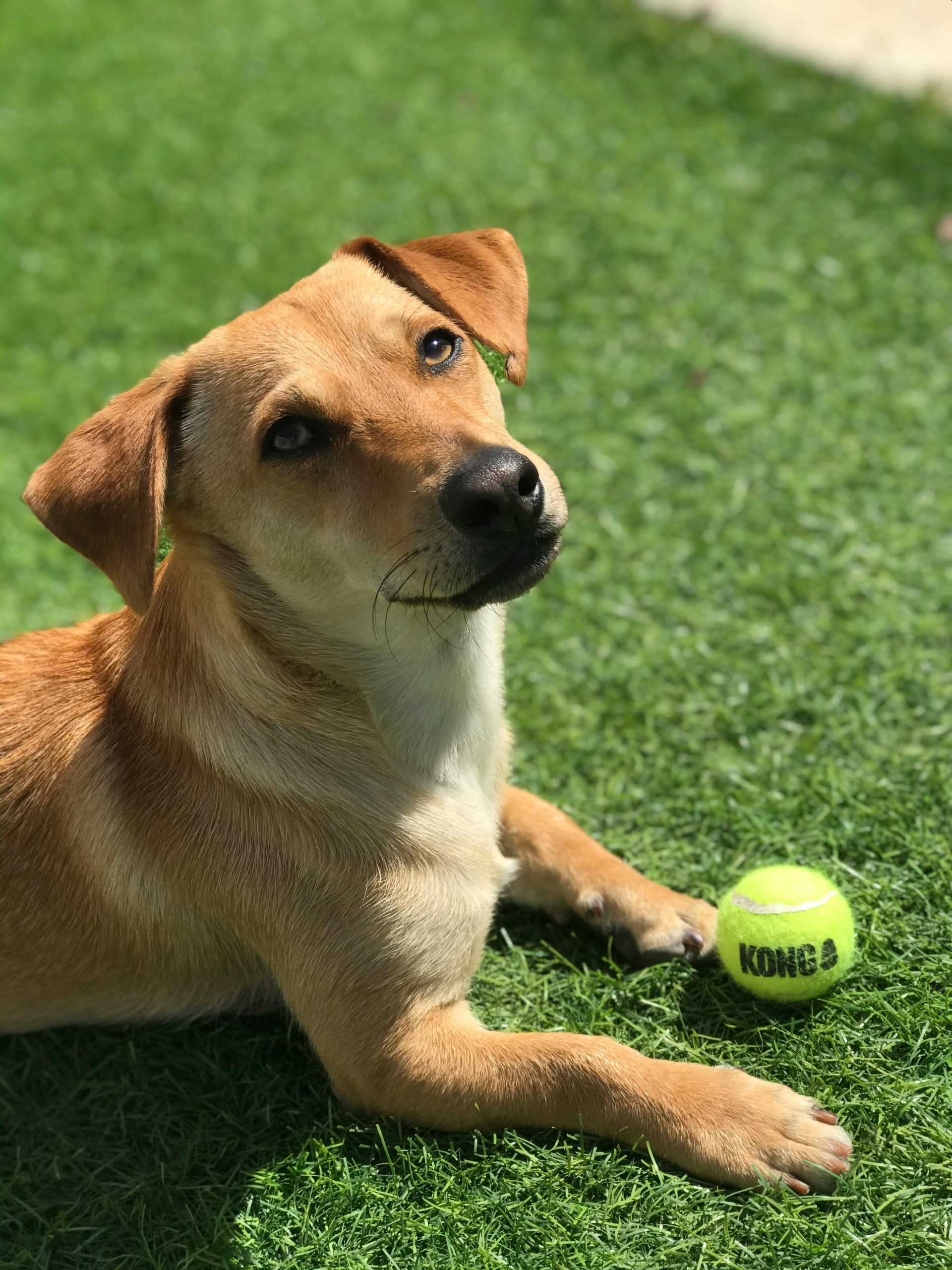 A dog playing with a ball after a turf cleaning.